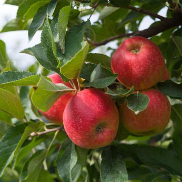 Melo nano Fruit Me Apple Me Elstar