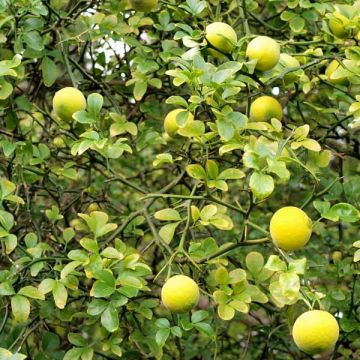 Poncirus trifoliata - Arancio trifogliato