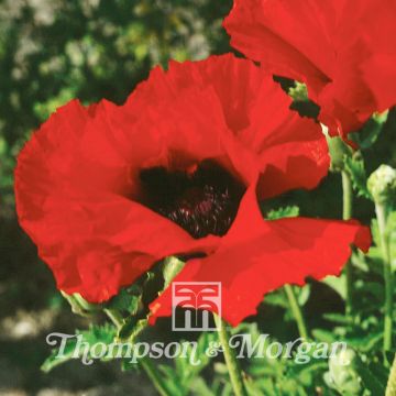 Papaver orientale Brilliant (semi)