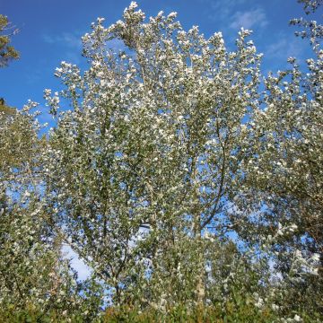 Populus alba Nivea - Pioppo bianco