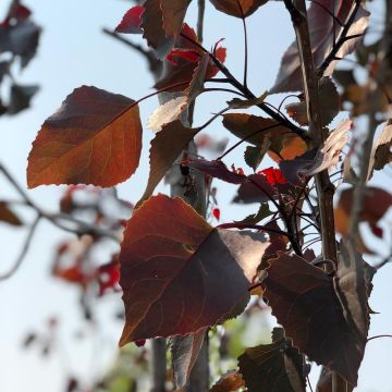 Populus deltoides Fuego