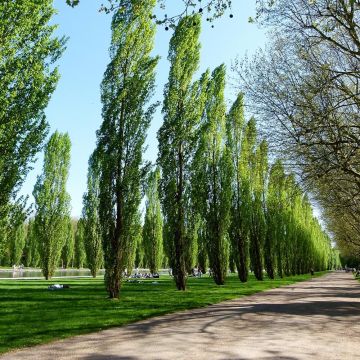 Populus nigra Italica - Pioppo italico