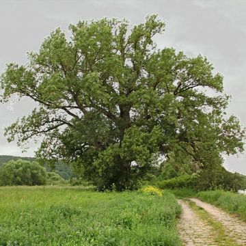 Populus nigra - Pioppo nero