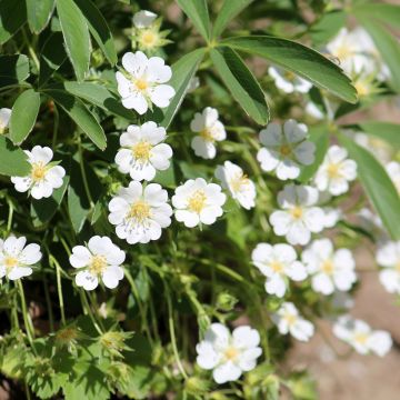 Potentilla alba - Cinquefoglia bianca