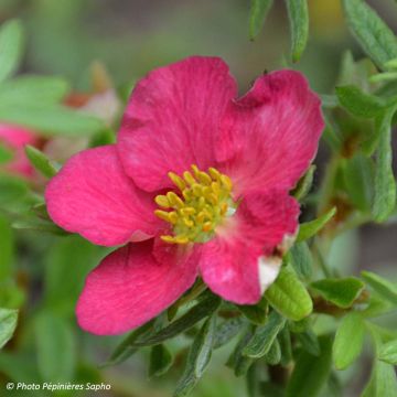 Potentilla fruticosa Bellissima