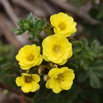 Potentilla fruticosa Citrus Tart