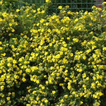 Potentilla fruticosa Goldfinger