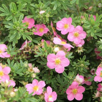 Potentilla fruticosa Lovely Pink