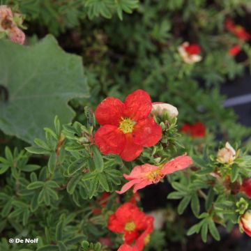 Potentilla fruticosa Marian Red Robin