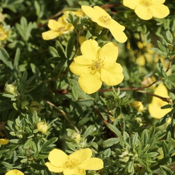 Potentilla fruticosa Medicine Wheel Mountain