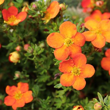 Potentilla fruticosa Orangissima