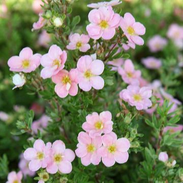 Potentilla fruticosa Pink Beauty