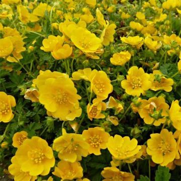 Potentilla Orange