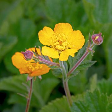 Potentilla megalantha