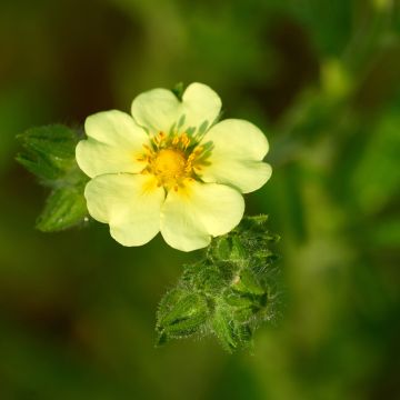 Potentilla recta var. sulphurea