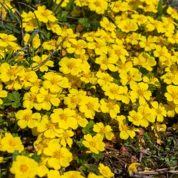 Potentilla verna