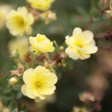 Potentilla fruticosa Lemon Meringue