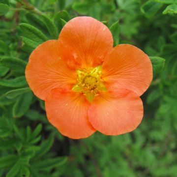 Potentilla fruticosa Hopley's Orange