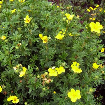 Potentilla fruticosa Kobold