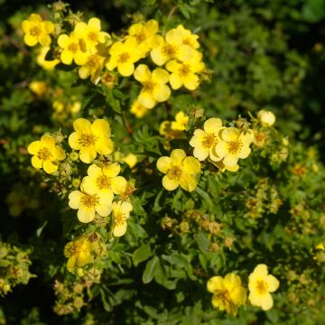 Potentilla fruticosa Sommerflor