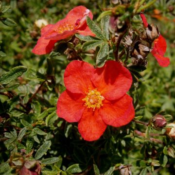 Potentilla fruticosa Red Lady