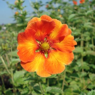 Potentilla William Rollisson