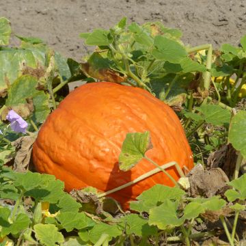 Zucca gigante Atlantic Giant