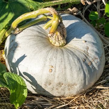 Zucca Blu d'Ungheria Bio - Ferme de Sainte Marthe