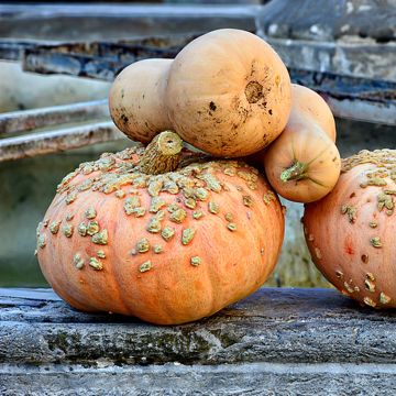 Zucca nocciolina galeuse d'Eysines BIO (semi)