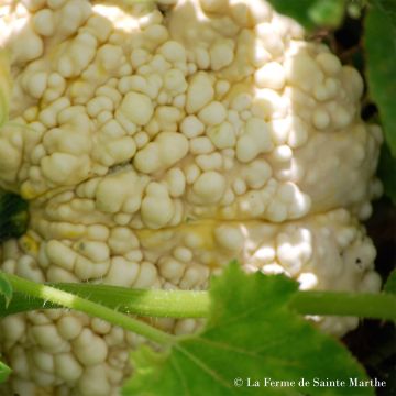 Zucca Galeuse d'Eysines Bio - Ferme de Sainte Marthe