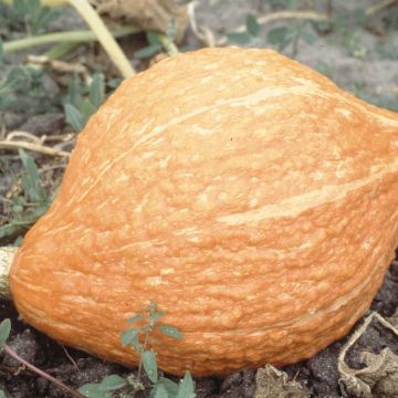 Zucca Golden Hubbard Bio - Ferme de Sainte Marthe