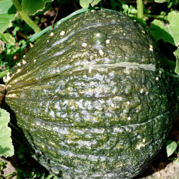 Zucca Green Hubbard Bio - Ferme de Sainte Marthe