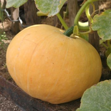 Zucca Gialla Gros de Paris