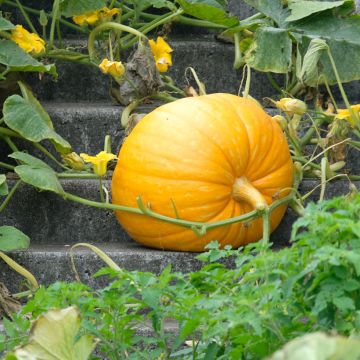 Zucca Gialla Gros de Paris - Vilmorin