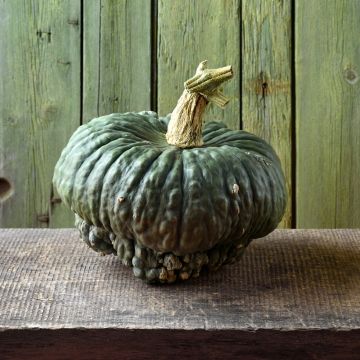 Zucca Marina di Chioggia