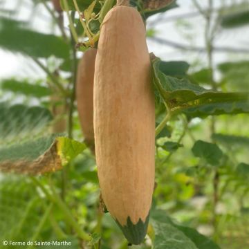 Zucca North Georgia Bio - Ferme de Sainte Marthe