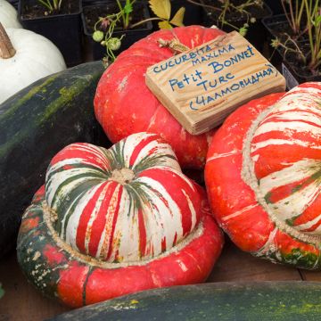 Zucca Turbante turco Bio - Ferme de Sainte Marthe