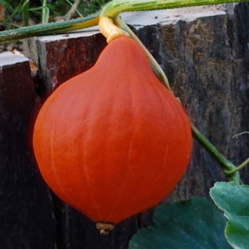 Zucca Red Kuri Bio - Ferme de Sainte Marthe