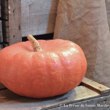 Zucca Rosso vivo di Etampes Bio - Ferme de Sainte Marthe