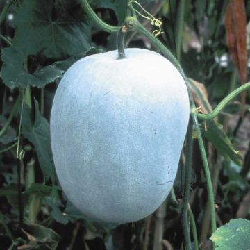 Zucca cinese Twonga Bio - Ferme de Sainte Marthe