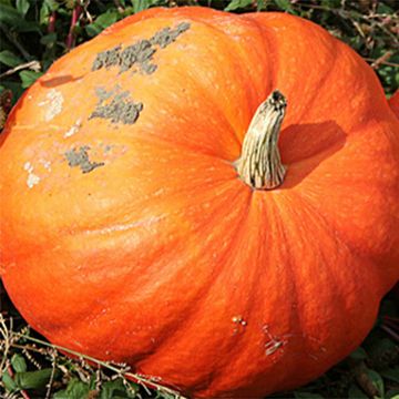 Zucca decorativa Jack O'Lantern