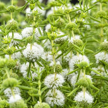 Mentha cervina Alba - Menta cervina