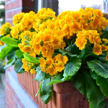 Primula eliator Colibri Aztec Gold - Primula maggiore