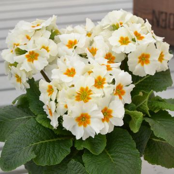 Primula eliator Colibri Withe Orange Eye - Primula maggiore