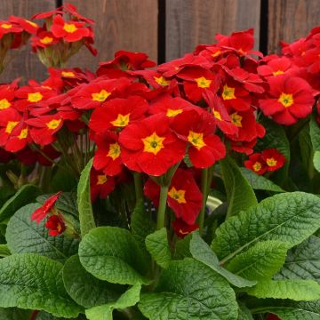 Primula eliator Veristar Late Red F1 - Primula maggiore