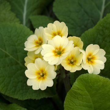 Primula eliator Veristar Yellow - Primula maggiore