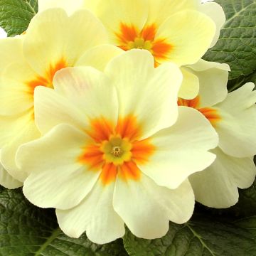 Primula Rambo F1 Lemon Cream