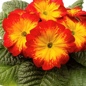 Primula Rambo F1 Red Flame