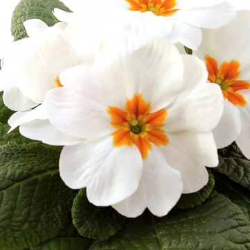 Primula Rambo F1 White