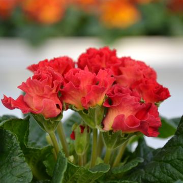 Primula Rosebud F1 Red Shades